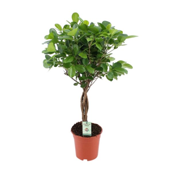 Ficus Microcarpa Moclame  Plant Price in Dubai, UAE