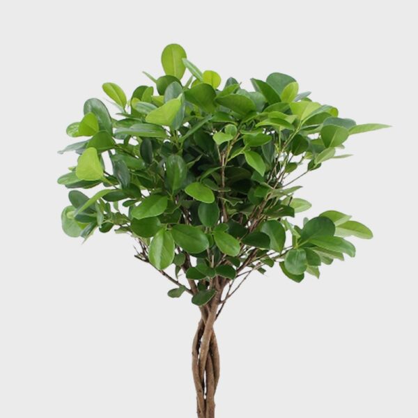 Ficus Microcarpa Moclame  Plant Price in Dubai, UAE - Image 2