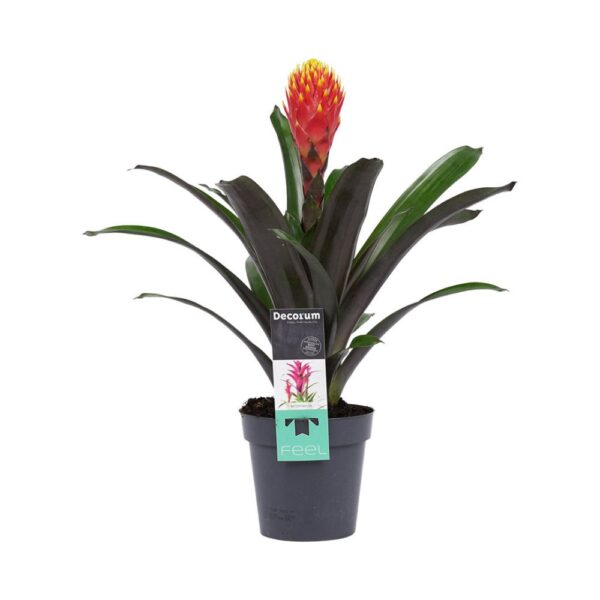 Bromelia Guzmania Tala Plant Price in Dubai, UAE