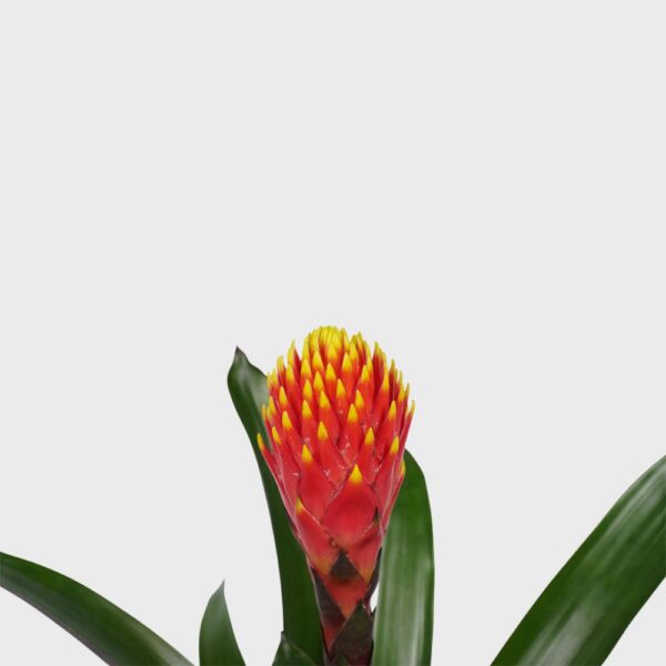 Bromelia Guzmania Tala Plant Price in Dubai, UAE - Image 2