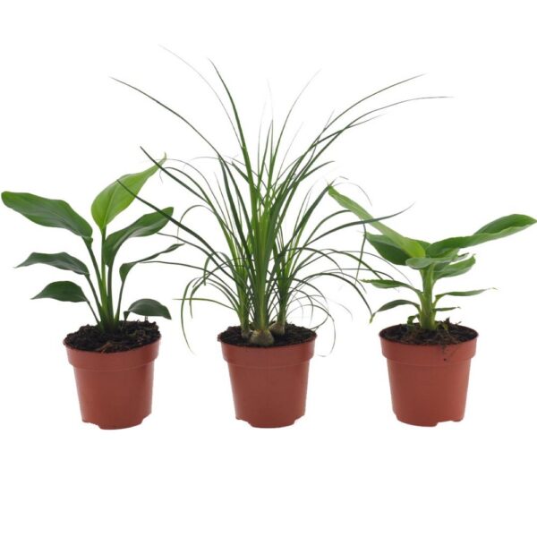 Paradise plant mix Plant  Price in Dubai, UAE